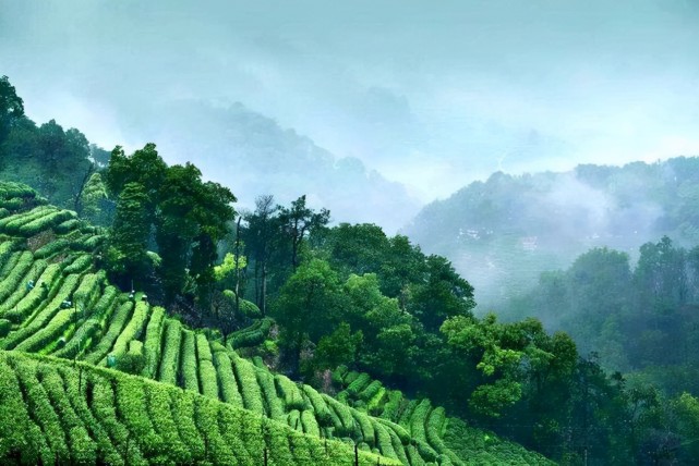 英德红茶入围全国区域农业产业品牌影响力百强